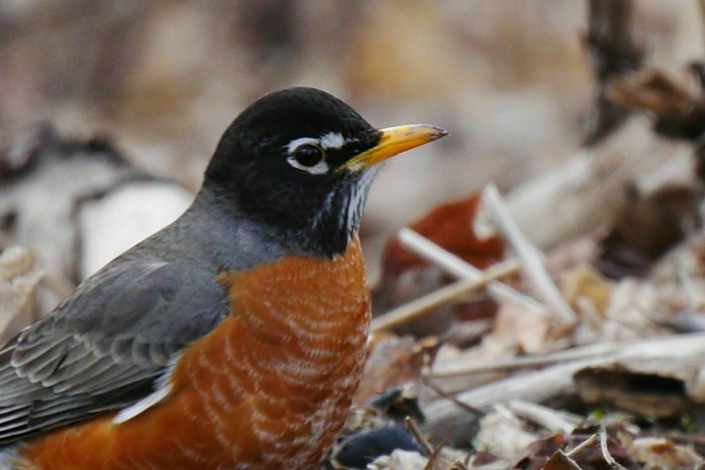 American robin - Wikipedia