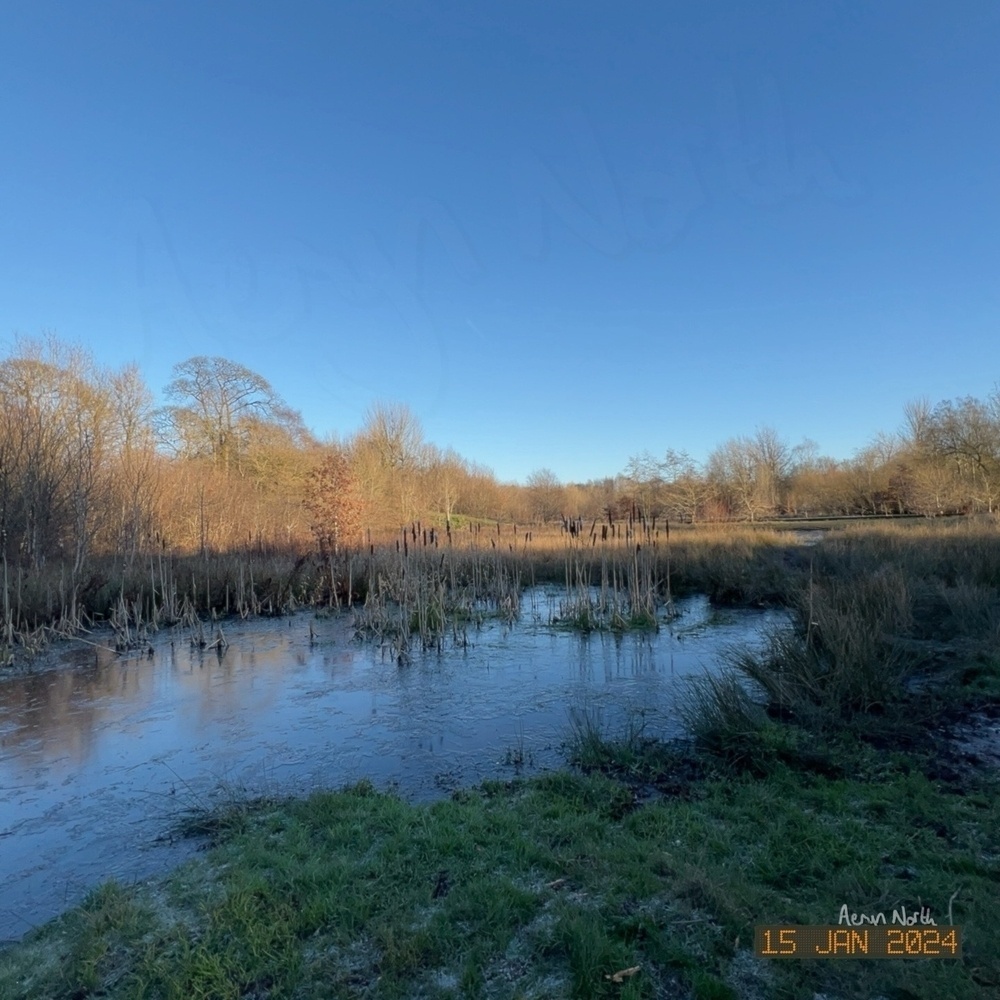 Winter scene of a pond in blue-toned shadow at golden hour. There’s a deep blue sky and orange tinted leafless trees on the horizon line. 