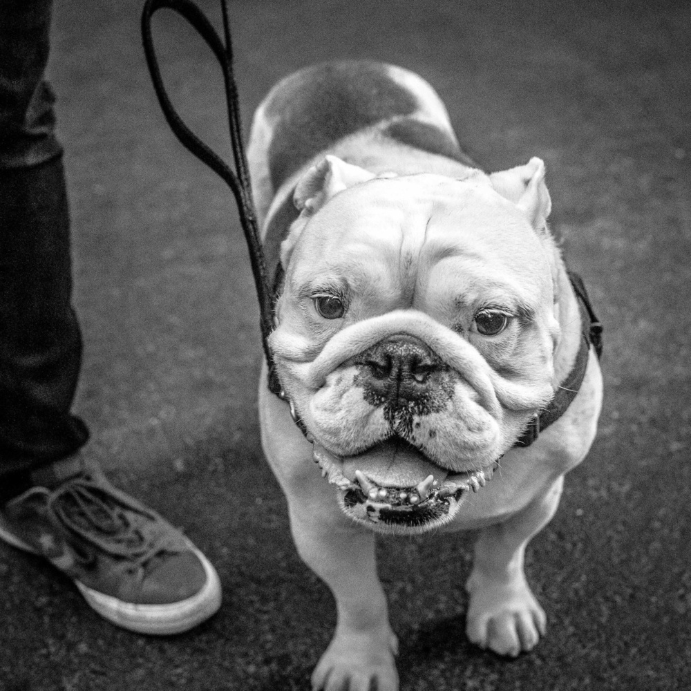 Bulldog standing still on a leash next to a person wearing sneakers on a paved surface