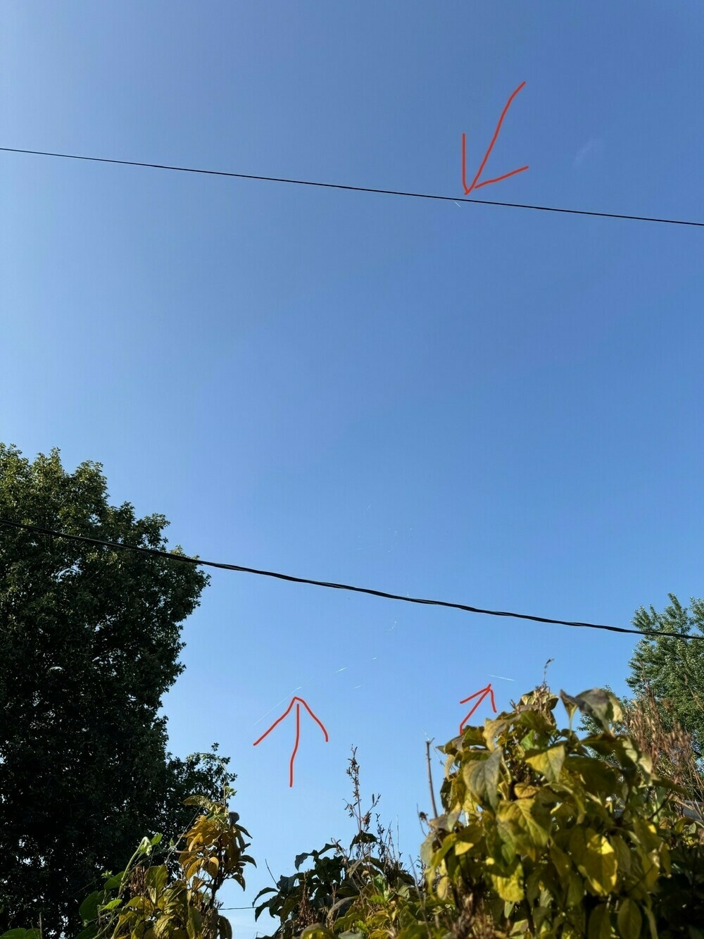 Photo looking up from my Chicago backyard. Two power and internet lines cross a couple trees. Markup points out a few barely visible parts of a spider web that is attached to the lines, our fence, and bush.