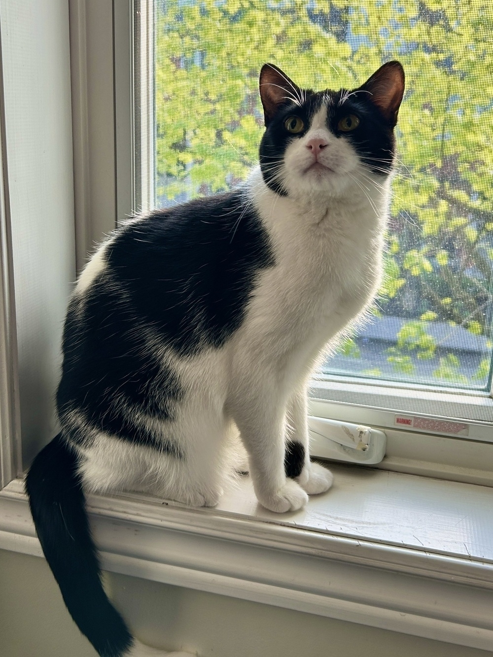 Claire Redmeow, a black and white tuxedo cat