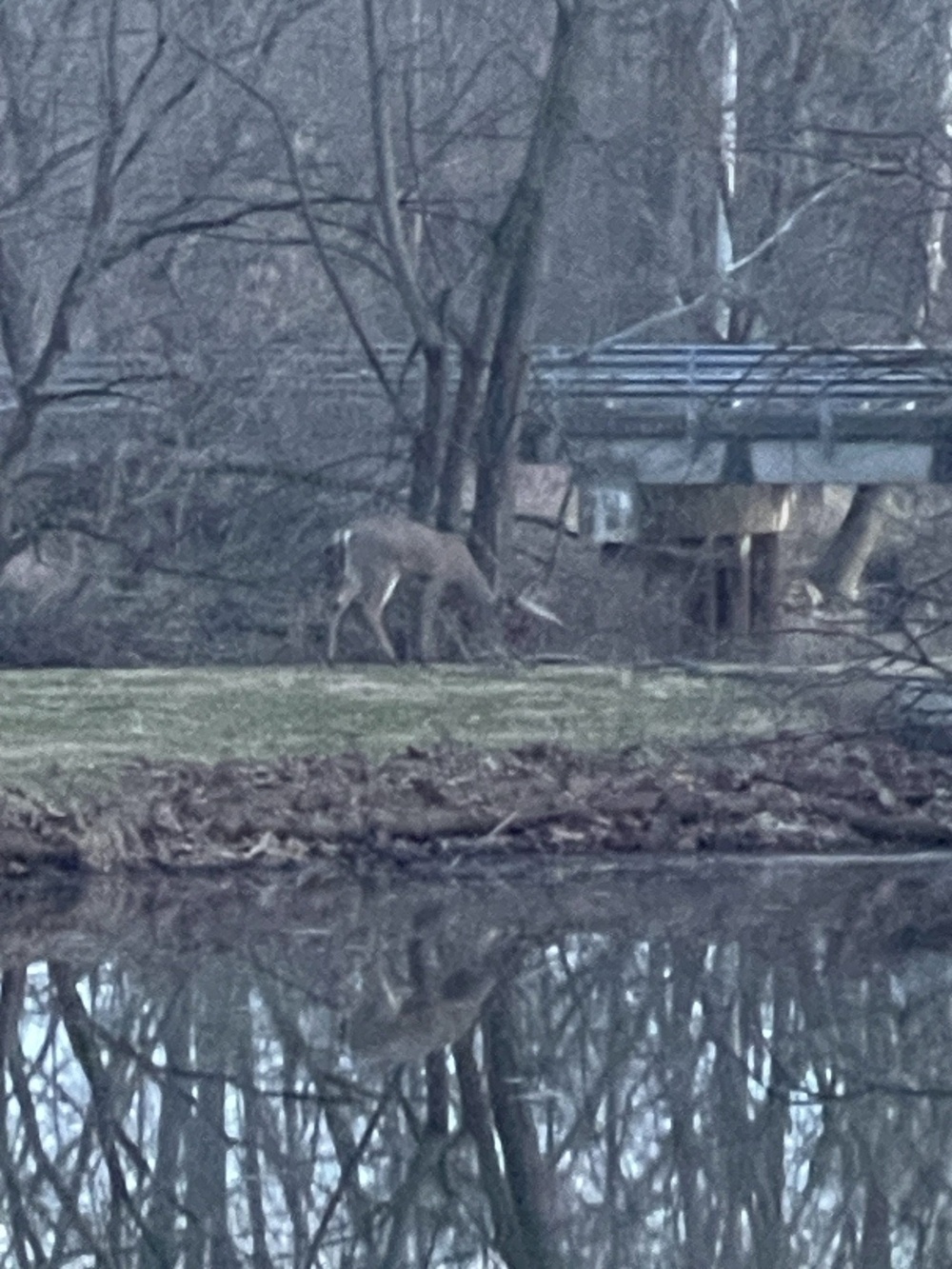 Buck on a berm between a pond and creek.