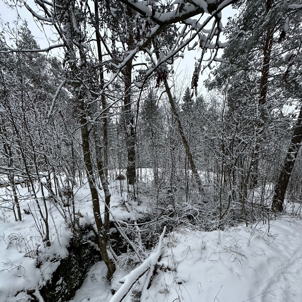 snowy forest and an old trench