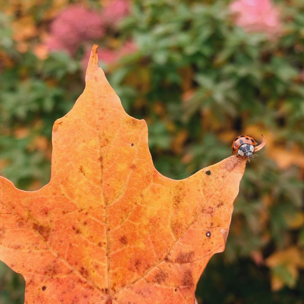 A ladybug on a fallen leaf.