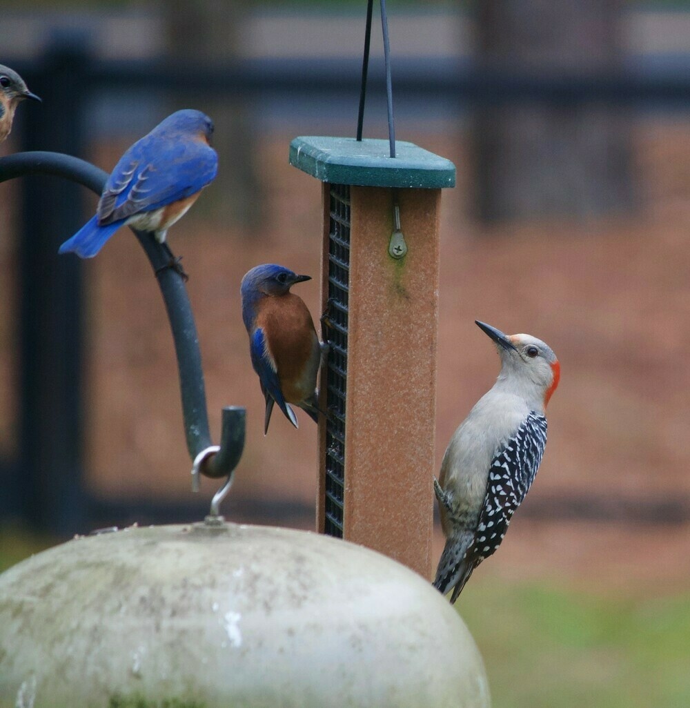 Closeup of a bird feeder. On the feeder are Blue birds and a Red-Bellied woodpecker.