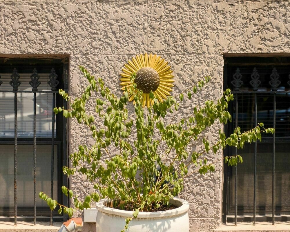 Sort of a sunflower