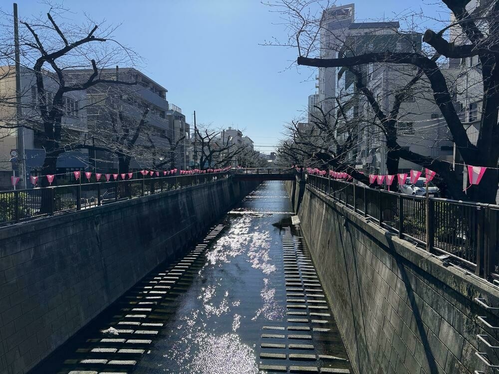 The meguro river, lined with bare trees