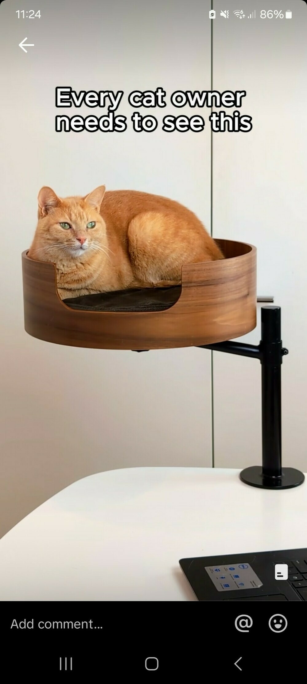 Cat tree that my supervisor could hypothetically use.