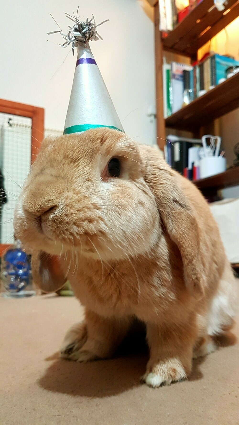 tan lop rabbit in a silver party hat with a little tinsel pompom on top