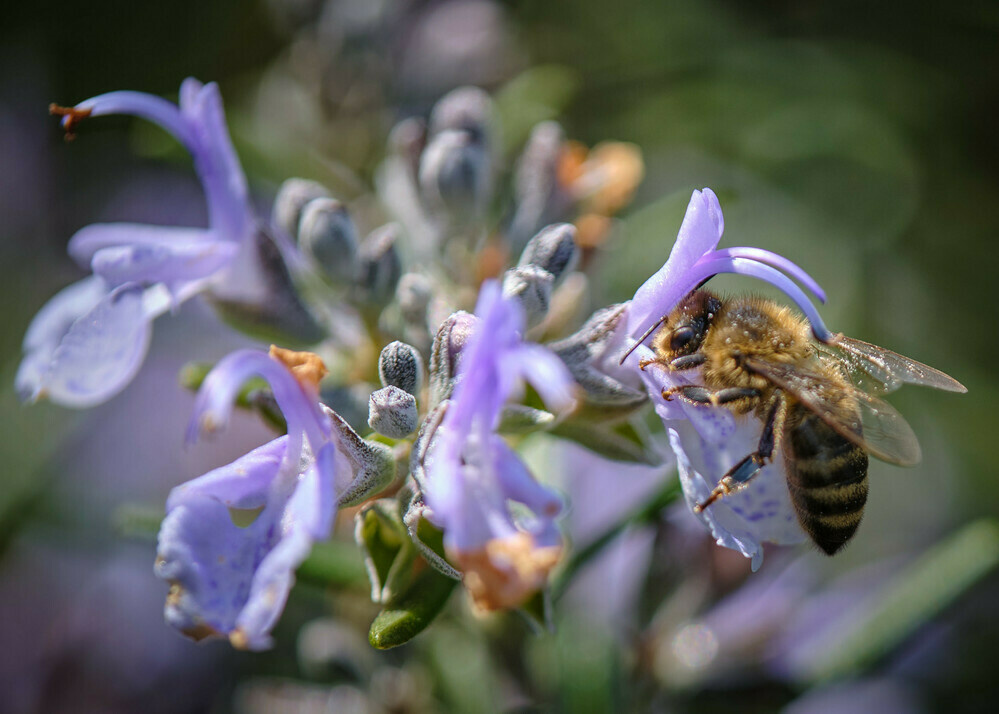 A bee covered in pollen is visiting a plant for more.