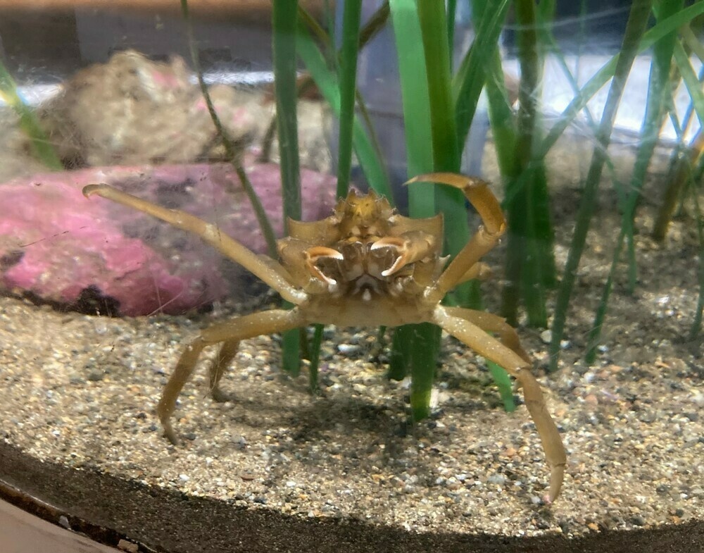 A pale, greenish brown kelp crab waves at you, his little pincers held out in front.