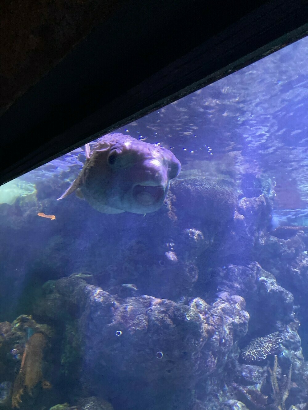 A puffer fish drifts close to the wall of the tank. She has bulbous eyes and an open, circular mouth showing her strong upper tooth. She looks surprised, as if greeting an old friend she didn't expect to see.