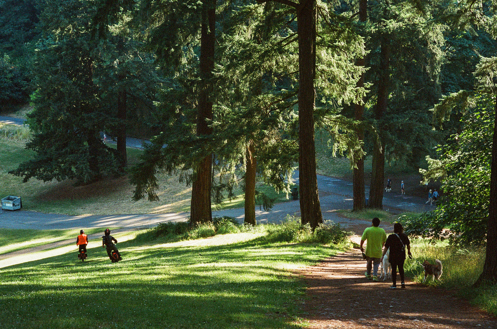 A serene park scene with tall trees and a walking path. Two people are riding electric unicycles down a grassy hill, while two others walk with their dogs along the path. In the background, there are more walkers enjoying the park.