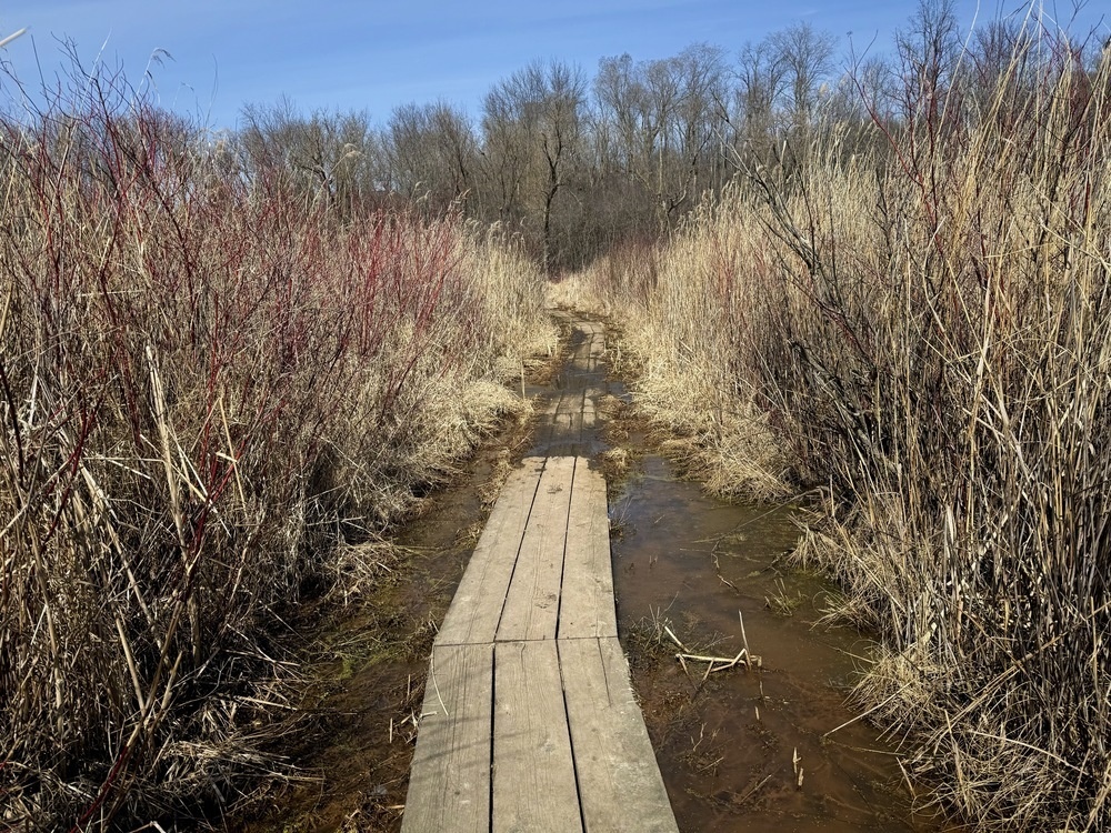 A wooden boardwalk stretches through a marshy area flanked by tall grasses and red-stemmed plants under a blue sky.