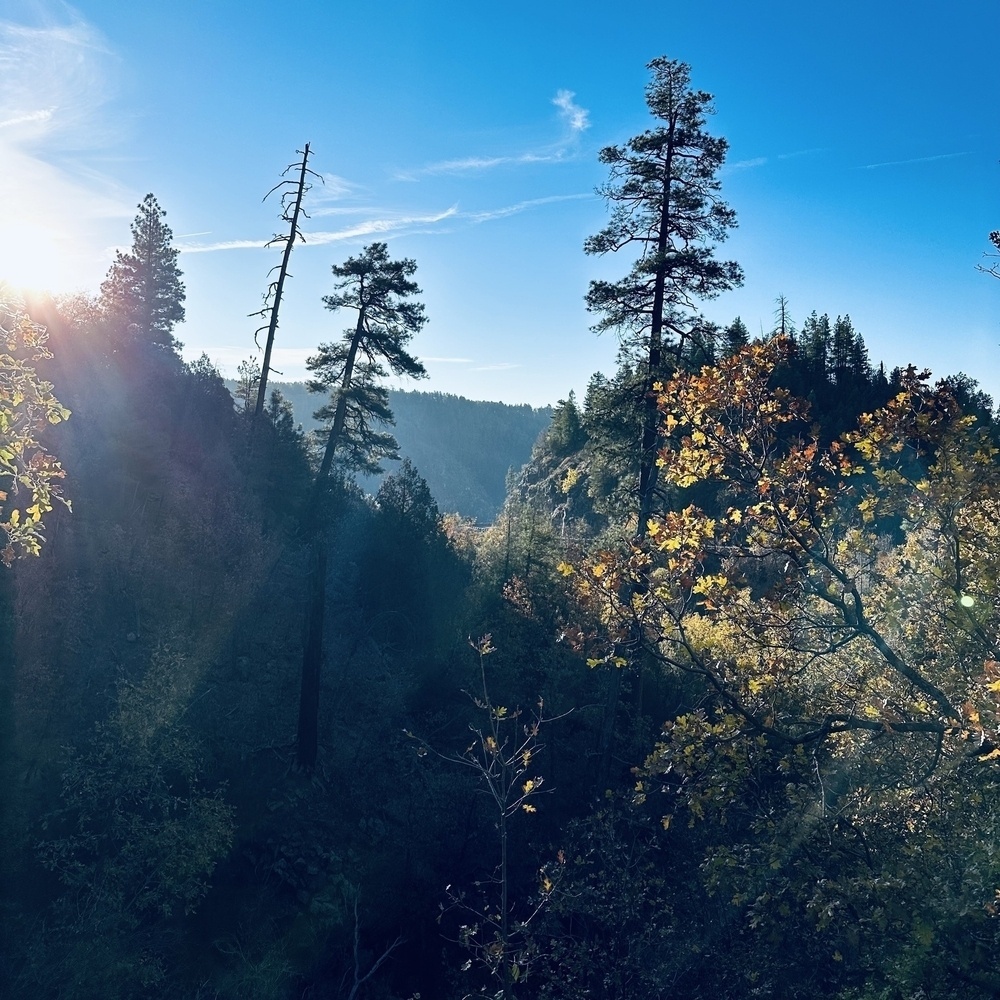 Trees in the canyon.