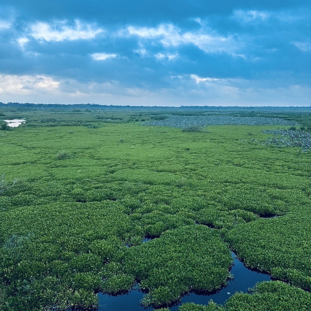 A vast, lush green wetland stretches under a cloudy sky, creating a serene and expansive landscape.