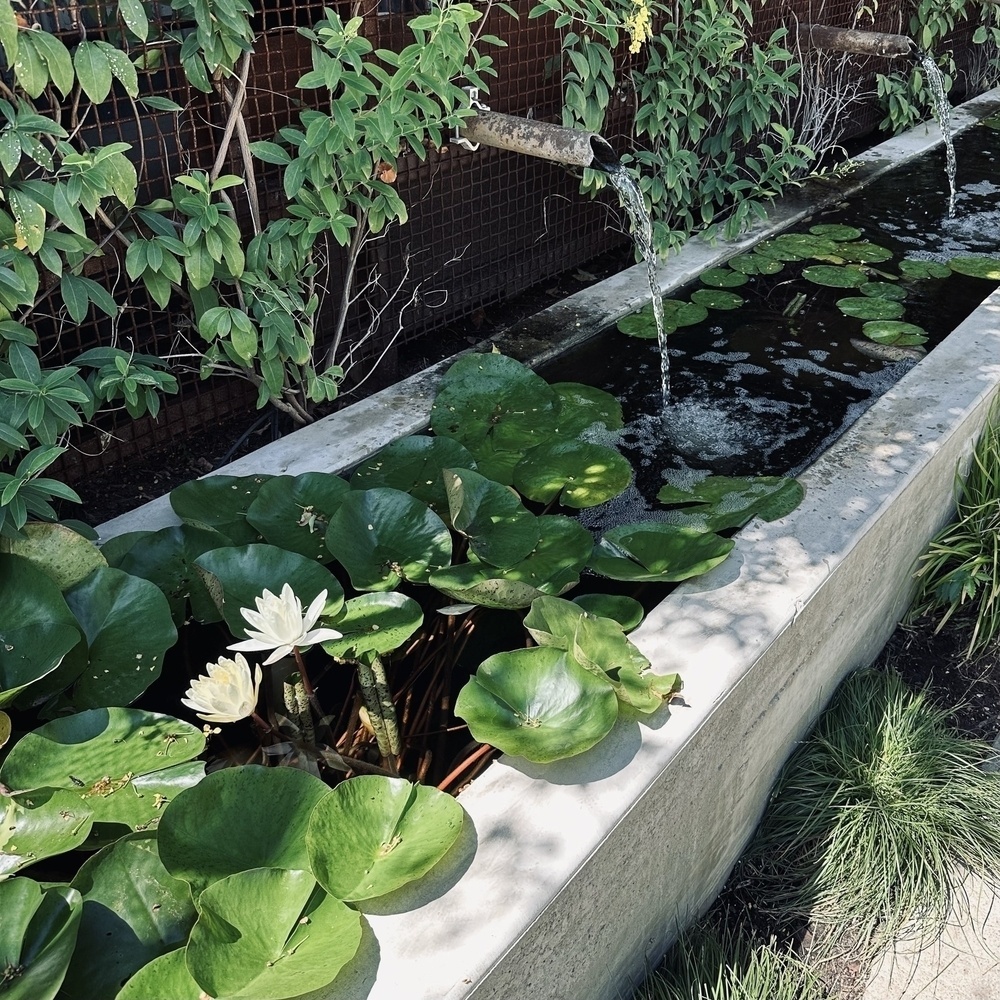 A narrow rectangular pond features lily pads, white water lilies, and flowing water from a spout, surrounded by vines.