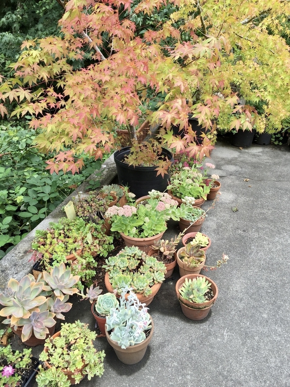 The edge of a concrete patio with a wide variety of containers full of various succulent plants and colorful Japanese maples.