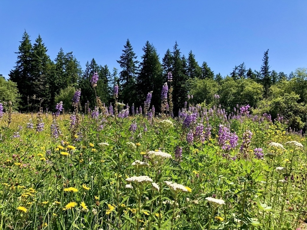 A mixed field of colorful and varied wildflowers with a bank of evergreen and deciduous trees in a forest in the background under a perfect blue sky.
