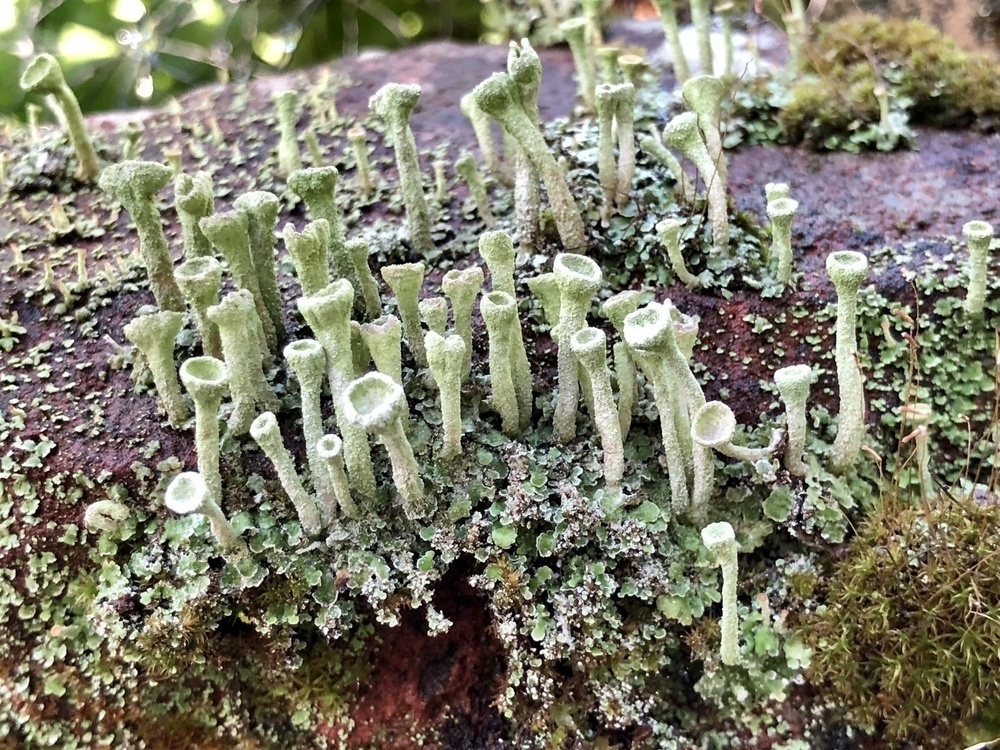 A small world: close-up view of a collection of lichen, including many pixie cups, and moss growing on a brick.