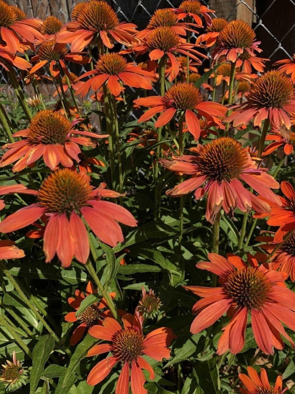 An exuberant orange echinacea in bloom with many full and open bloom heads.