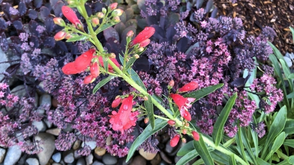 In the garden, sedum 'Plum Dazzled' with a single bloom stalk of penstemon crossing over with water drops on the blooms.