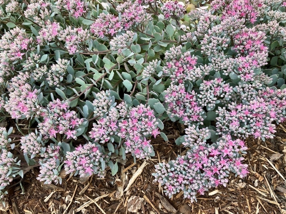 A sage green sedum with light pink bugs and pink star shaped blooms.