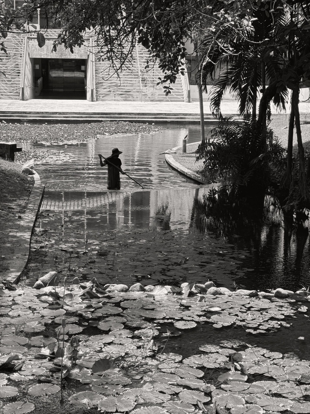 Man, in a large straw hat, standing in a pond, cleaning it. 