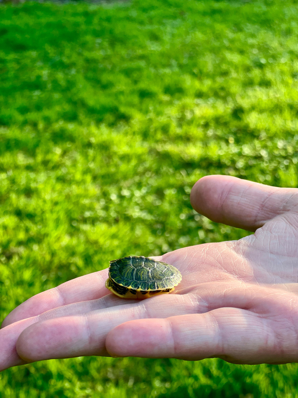 Baby Yellow-bellied turtle sitting on an opened hand. Vibrant green grass in the background. 