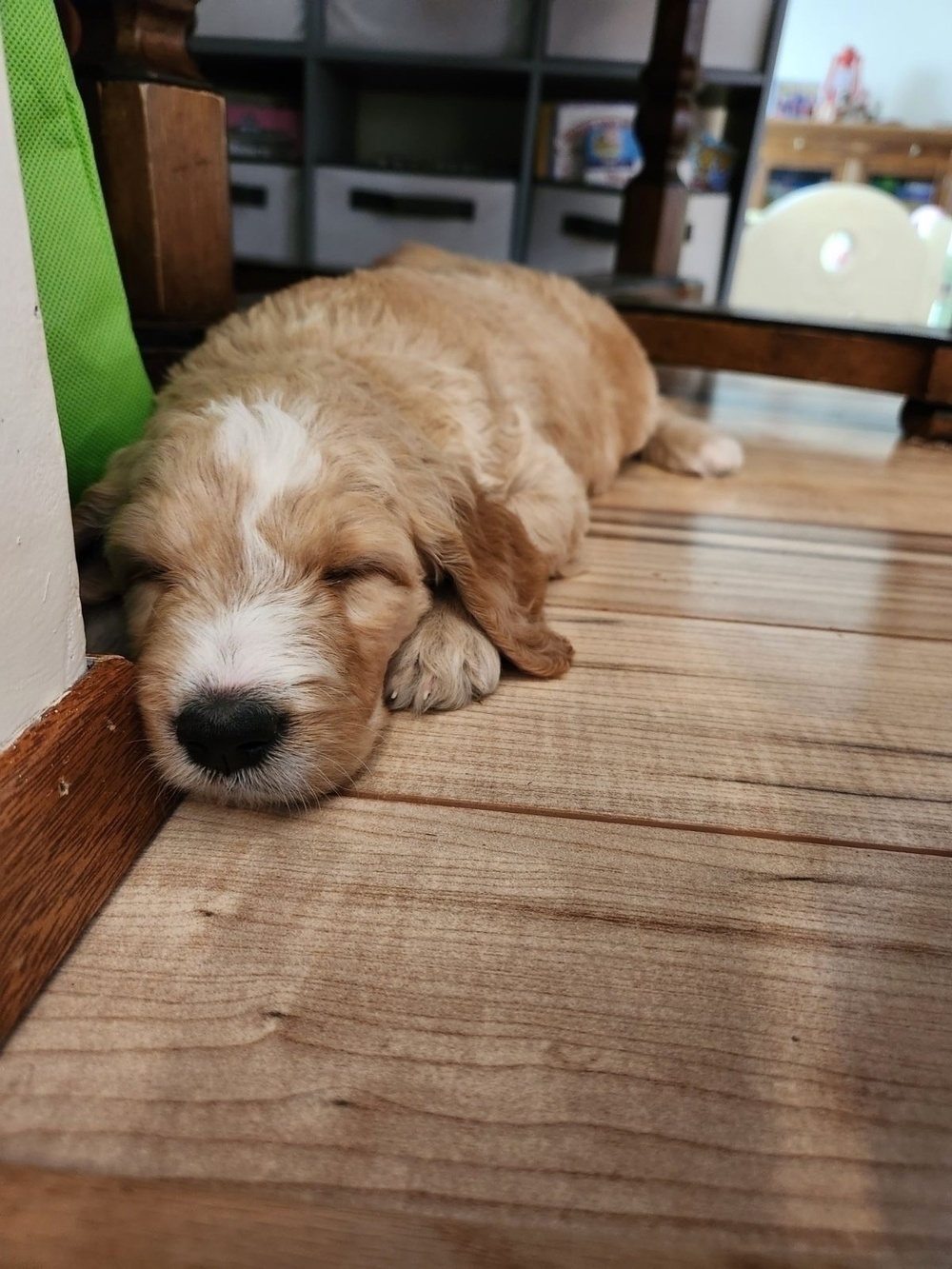 A golden doodle puppy sleeps on the floor.