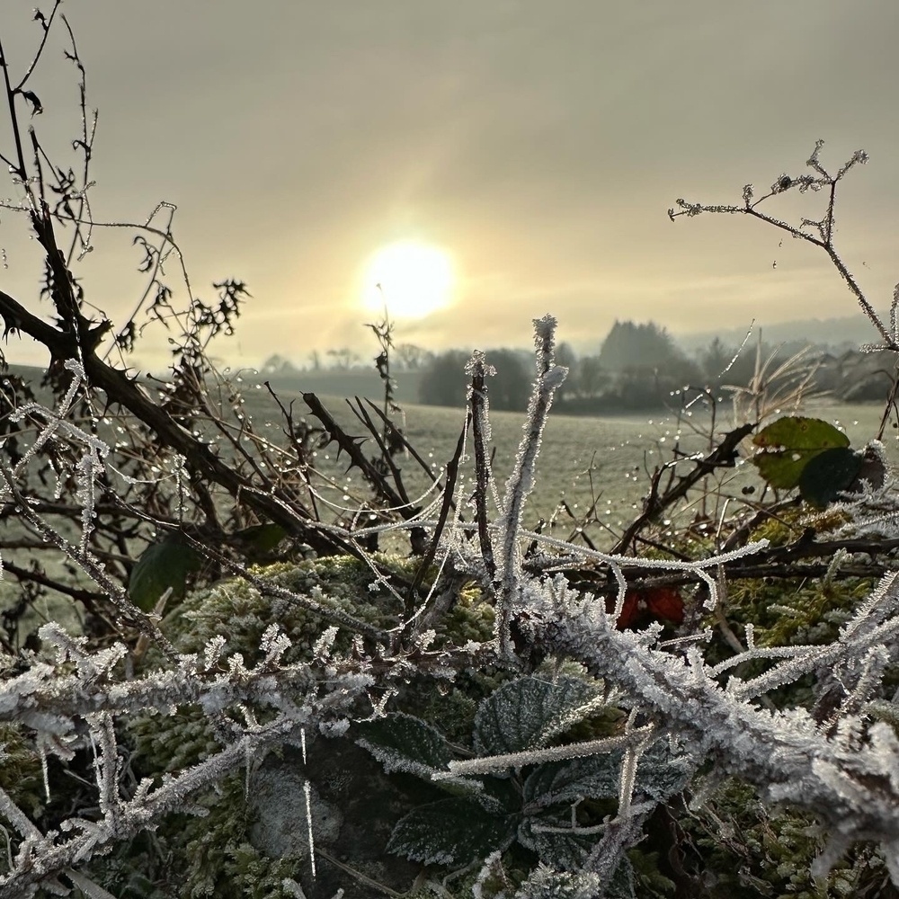 Frosted weeds and grass growing over a wall.