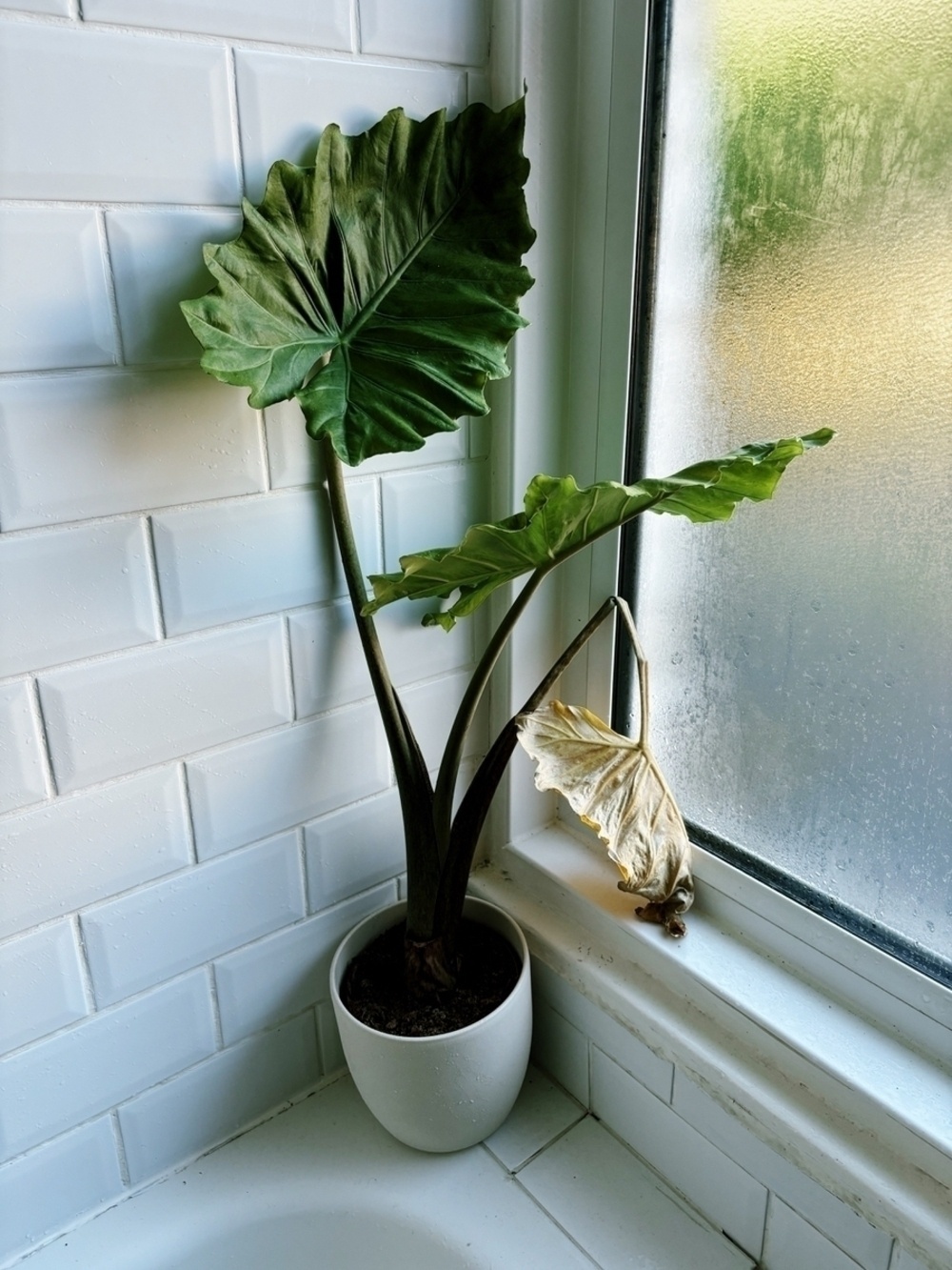 A potted plant with large green and one wilted leaf is placed next to a frosted window.