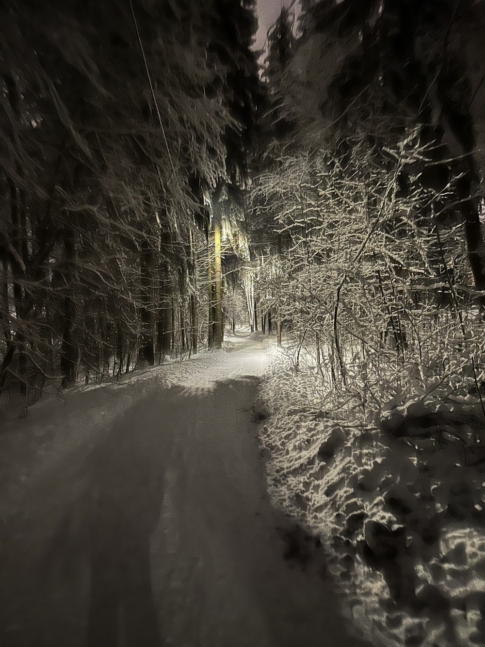 snowy path through a snowy forest