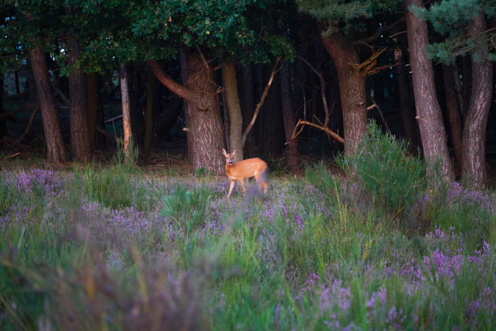 Roe deer at Westerheide Hilversum