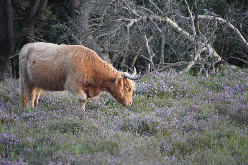 Scottish Highland Cattle at Westerheide Hilversum