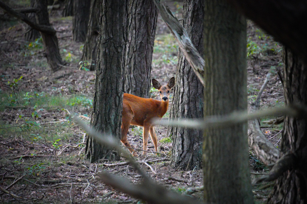 Roe deer at Westerheide Hilversum