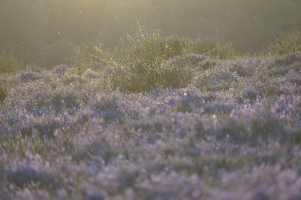 Westerheide at sunset, Hilversum