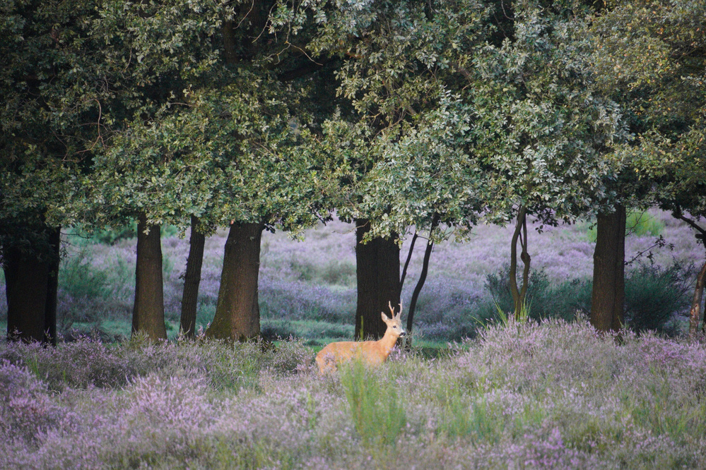 Roe deer at Westerheide Hilversum