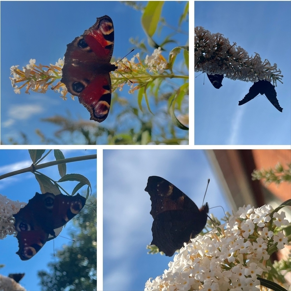 Butterflies on Butterfly-bush