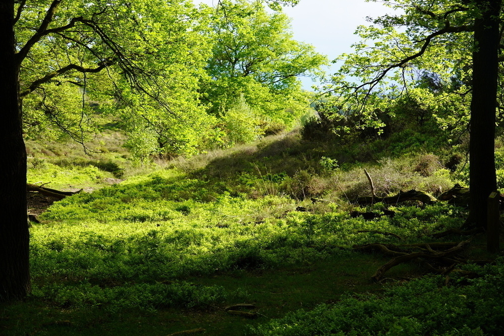De Posbank, Veluwezoom