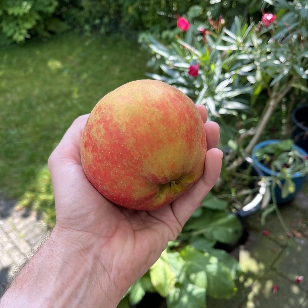 first apple of the season