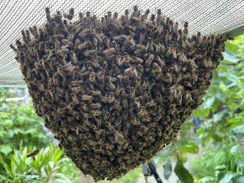 close up of a bee swarm in our garden