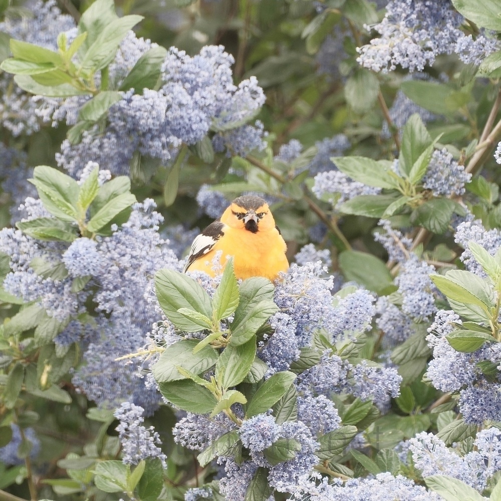 A Bullock’s Oriole sits in a violet flowering Ceanothus bush, looking straight ahead. It has an orange chest and orange cheeks. Its head is mostly orange, but it has black on top. The cute bird has ￼black eyeliner and a black chin, creating a cool triangular pattern that nearly looks angry. You can just barely see its right wing. Its wing is black with white on the bottom.