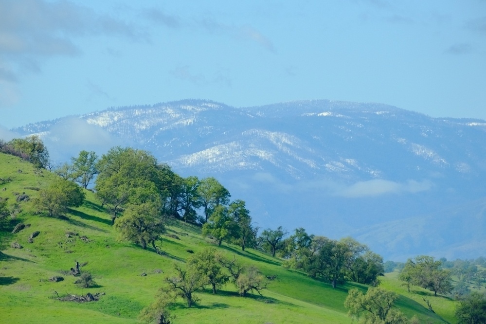 A vibrant landscape with a grassy hill dotted with oak trees in the foreground and a snow-capped mountain in the background under a blue sky.