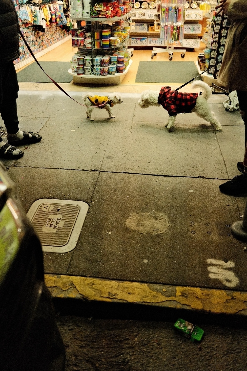 Two small dogs in costumes on leashes, with a person standing nearby. One dog is in a yellow outfit with eyes like goggles, the other in a red plaid jacket. They appear to be on a city sidewalk outside a souvenir shop.