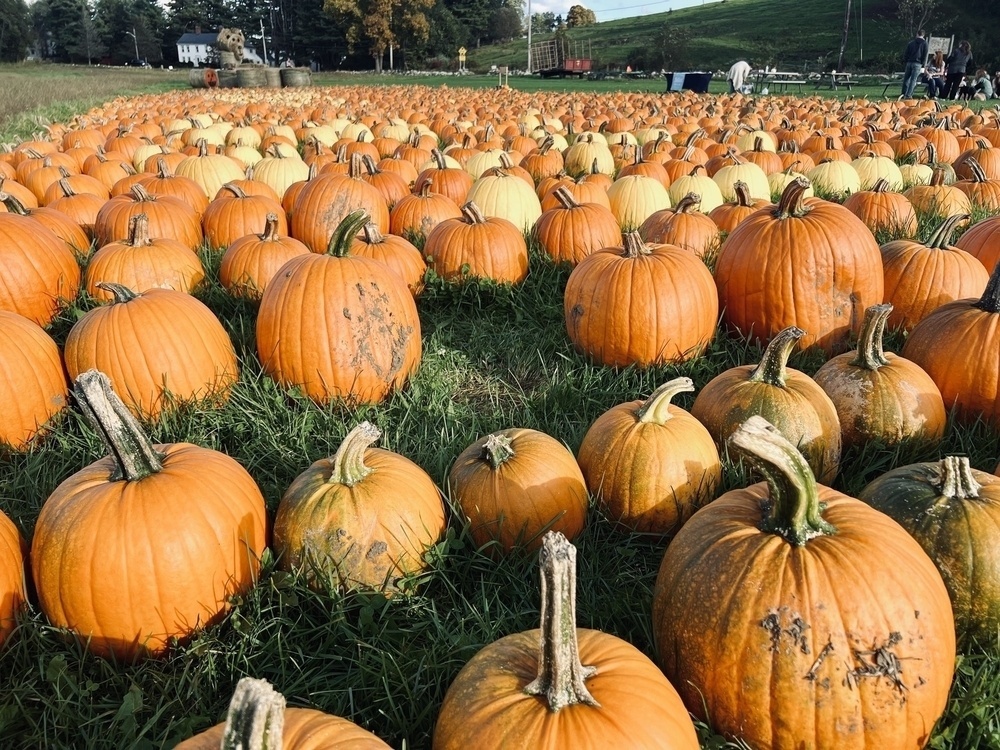 Pumpkins ready for purchase 