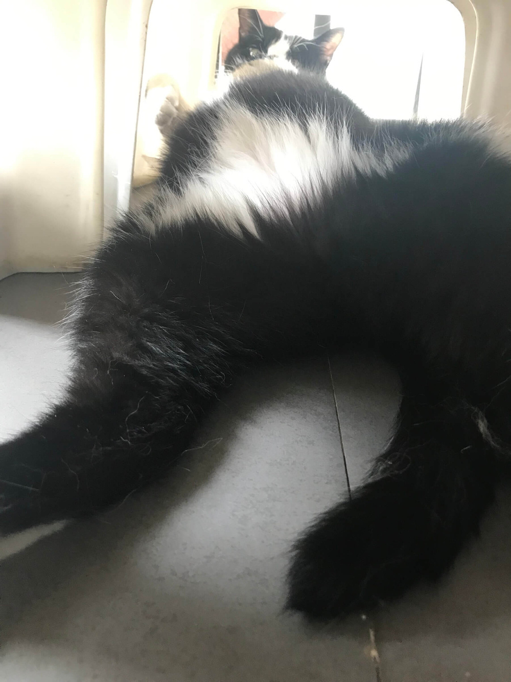 A black and white fluffy cat resting on a light-colored surface, viewed from behind.