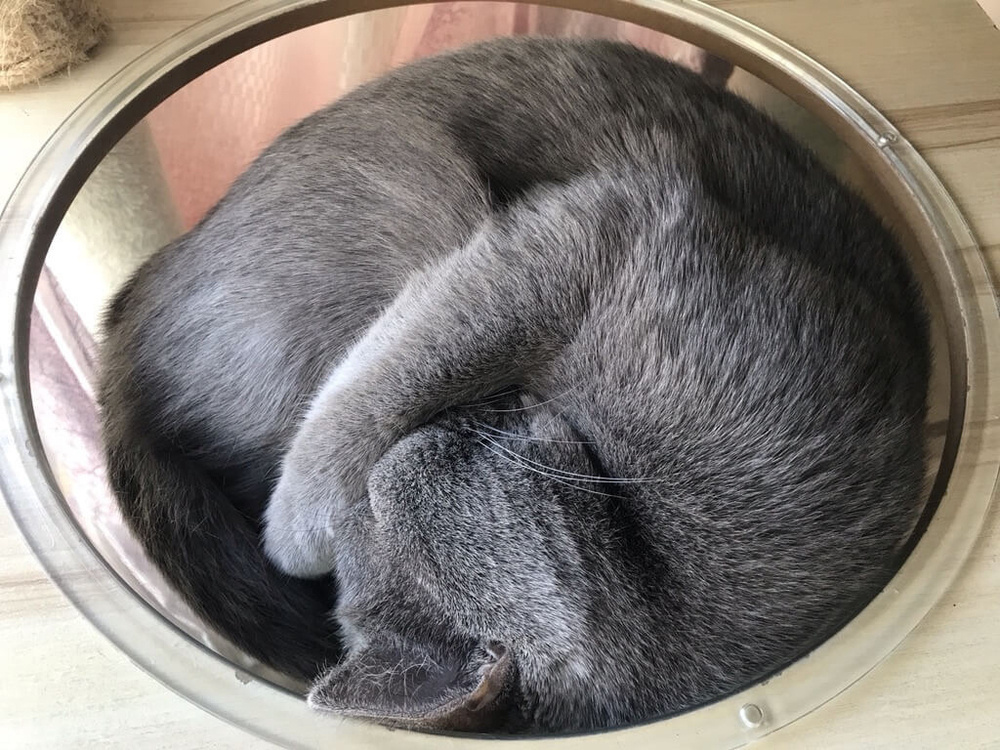 A curled-up grey cat is sleeping in a round bed.