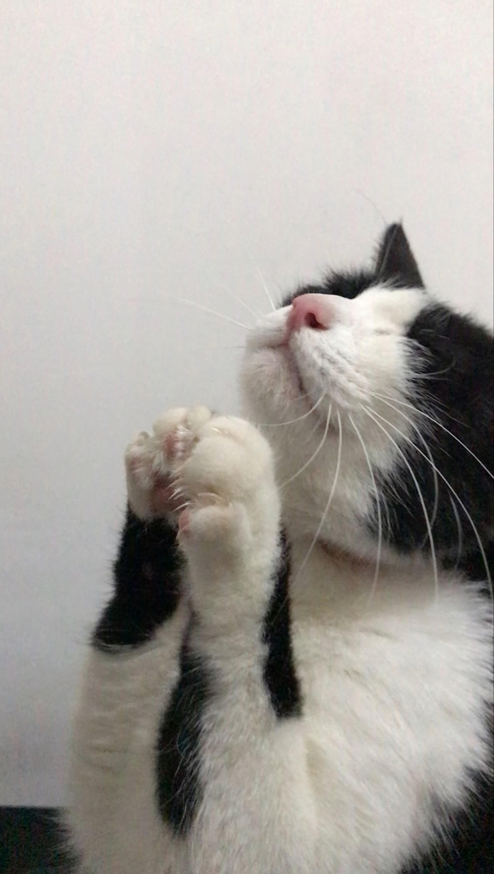 A black and white cat with its paw raised to its face, appearing to make a playful or thoughtful gesture.