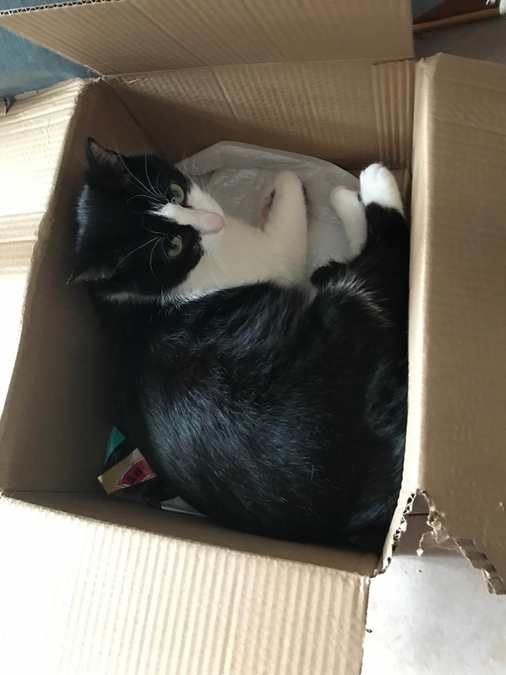 A black and white cat curled up inside a cardboard box, looking directly at the camera.